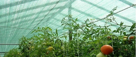 SIATKA CIENIUJĄCA 90% 1,5x50m MASKUJĄCA NA PŁOT UV ZIELONA SIATKA CIENIUJĄCA 90% 1,5x50m MASKUJĄCA NA PŁOT UV ZIELONA